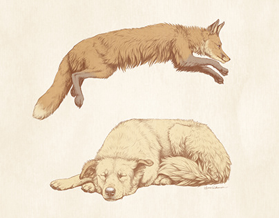 The Quick Brown Fox Jumps Over a Lazy Dog Illustration