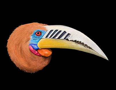 Bird Series - Hornbills