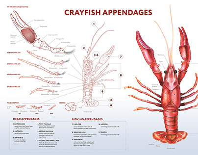 Infigraphic Crayfish appendages