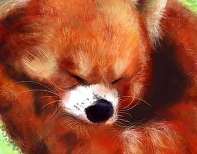 Panda rojo / Red panda illustration