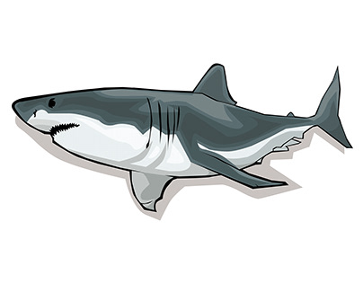 Great white shark vector-art