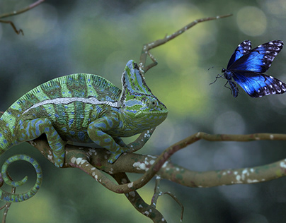 camaleon and butterfly
