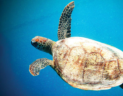 Turtle - Big and Beautiful on the Barrier Reef