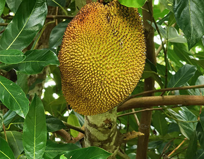 Jackfruit, Dominican Republic
