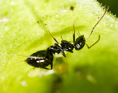 Ants up close