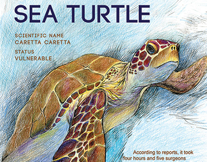 Loggerhead Sea Turtle Poster