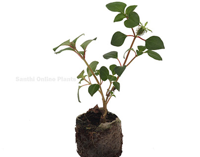 "Melastoma Malabathricum-Indian Rhododendron "