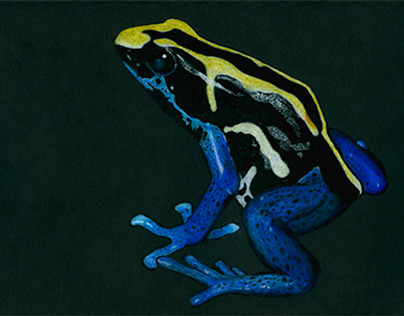 Poison Dart Frog Colored Pencil Illustration