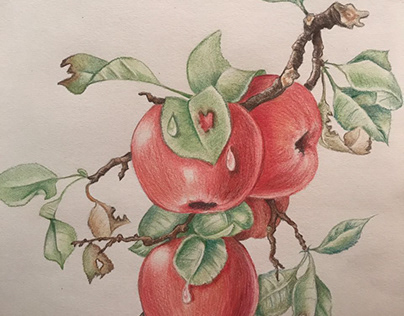 Colored pencils drawing - Apples