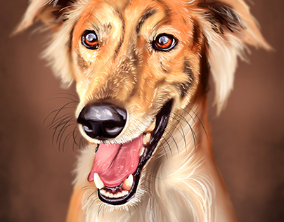 Sighthound portrait 2