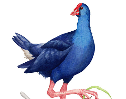 HOW TO DRAW A PURPLE SWAMPHEN