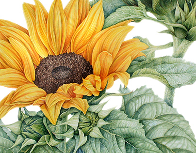 Sunflower. Watercolor botanical illustration.