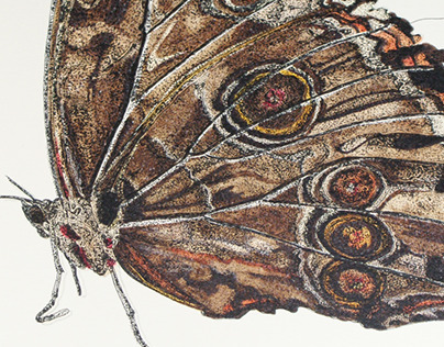 Natural History Illustration - Butterflies