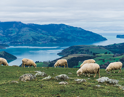 Typical view in New-Zealand
