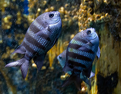 New Jersey Camden Aquarium Photography