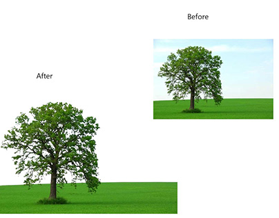 Trees bg remove