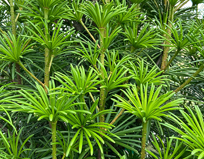 Eager To How To Look After Japanese Umbrella Pine?