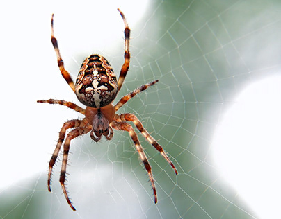 8 Most Incredible & Creepy facts about Spiders!