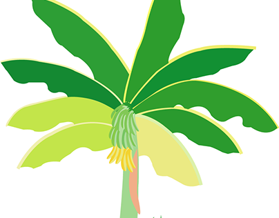 Banana tree illustration