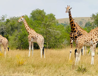 Tanzania Safari Tour with Travel Hype Adventures