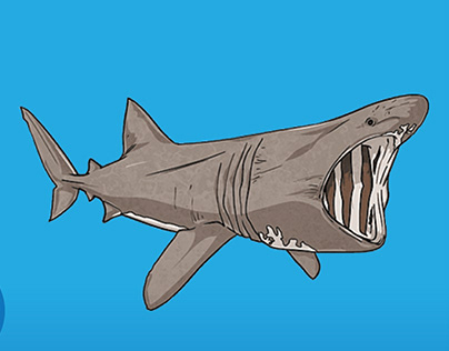 Basking shark infographic
