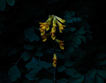 Portraits of wildflowers at night
