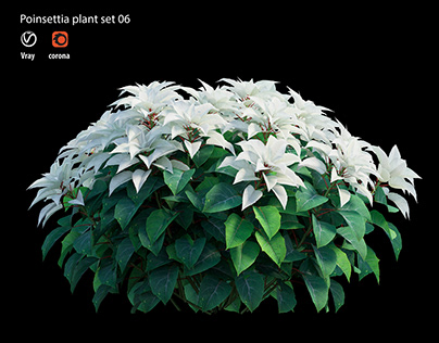 Poinsettia plant 06