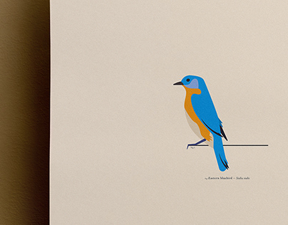 BIRDS // Illustration