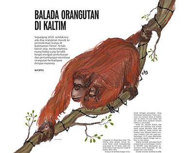 Ballad of Orangutan in Borneo