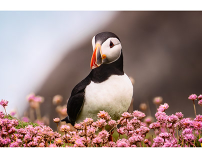 Just because puffins are cute