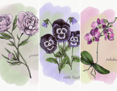 WIP: Botanical Illustrations