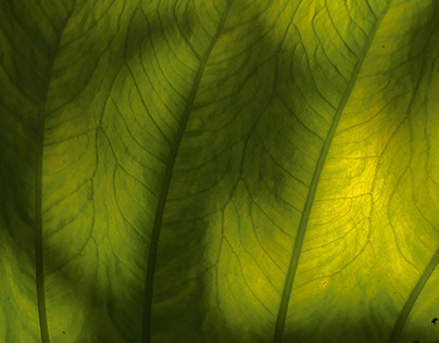 Colocasia Leaves / Photography