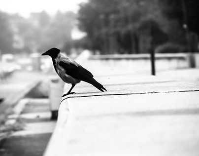 Free crows in Novi Sad
