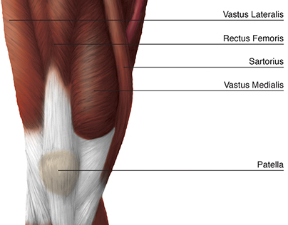 Anterior Thigh Diagram