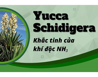 Yucca Schidigera | Khắc tinh của khí độc NH3