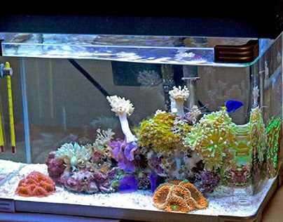 The Best 30 Gallon Fish Tanks for 2020