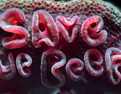Project thumbnail - Save the reefs