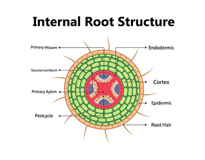 Plant anatomy with structure and internal