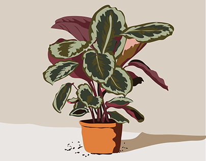 Plant in pot illustration