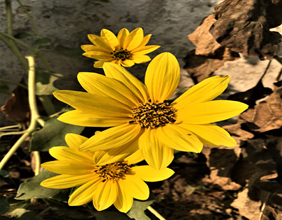 Sunflower Pictures, Flowers, Leaves & Identify