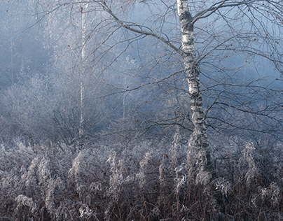 The Magical Beauty of Hoar Frost