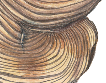 Tree Ring Research Laboratory 2015
