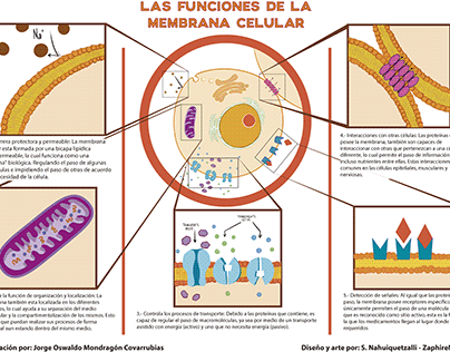 Infografía - La funciones de la membrana celular