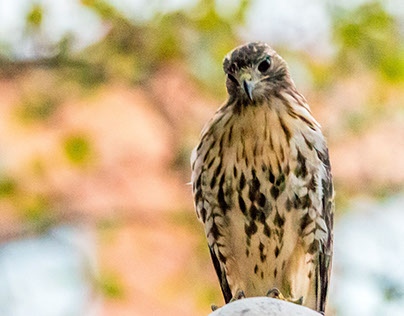 NYC Red Tail Hawk