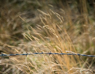 Barbed Wire in the Grass