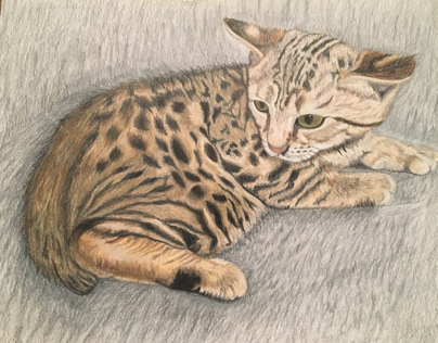 Cat Illustration (prismacolor)