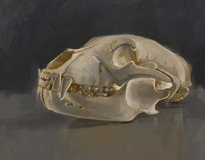 Animals skulls