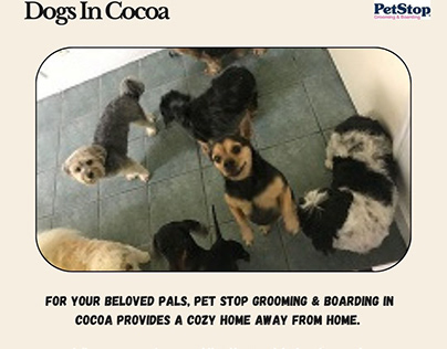 The Best Dog Daycare In Cocoa For Grooming