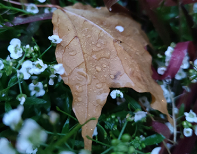Autumns rain