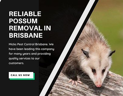 Reliable Possum Removal In Brisbane